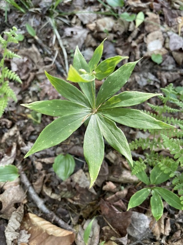 Cucumber Root