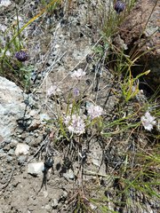 Allium haematochiton
