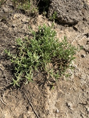 Nitrophila occidentalis