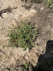Nitrophila occidentalis