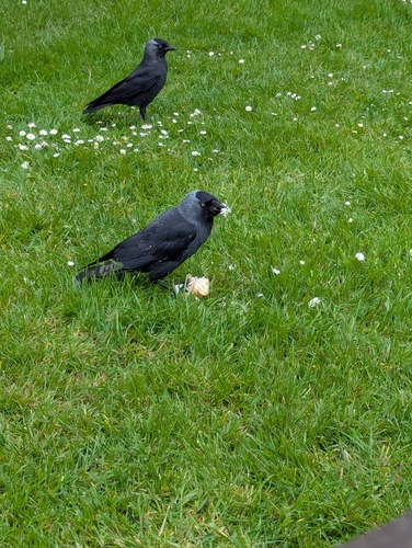 Eurasian Jackdaw
