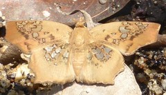 Ctenoptilum vasava