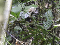 Cyphorhinus phaeocephalus