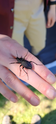 Carabus cancellatus