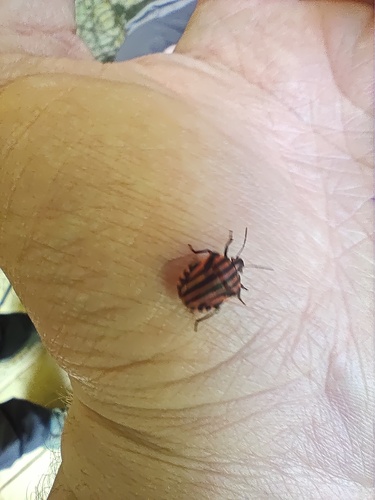 Continental Striped Shield Bug