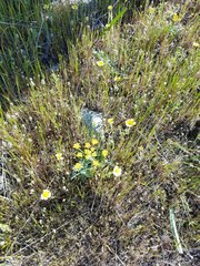 Lomatium parvifolium