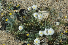 Calycoseris wrightii
