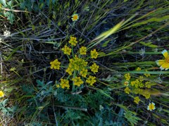 Lomatium parvifolium