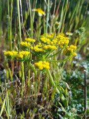 Lomatium parvifolium