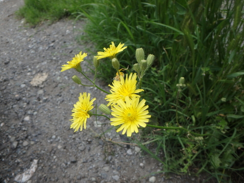 Sacred Hawksbeard