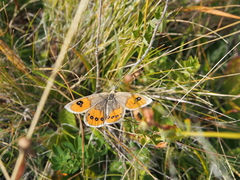 Argyrophenga antipodum