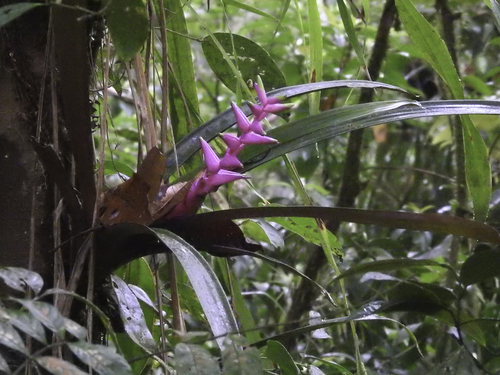 Guzmania rosea