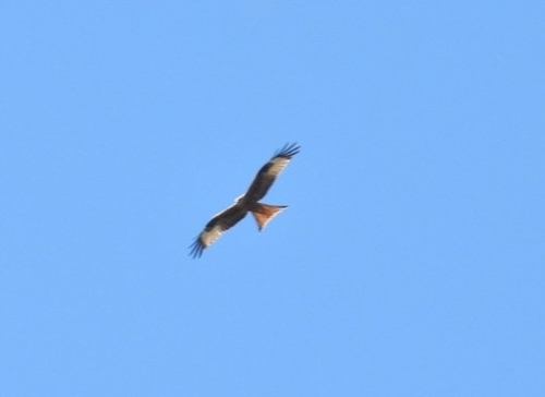 Red Kite