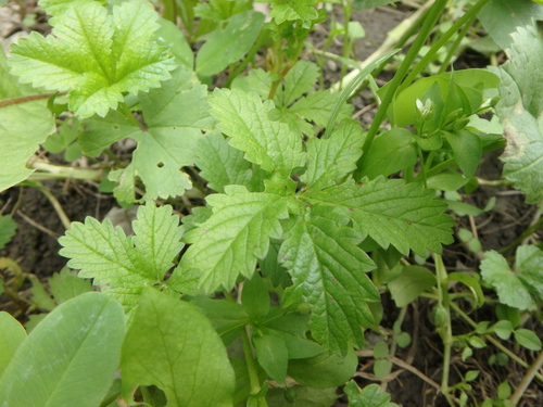 Creeping cinquefoil