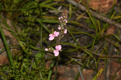 Stylidium elongatum (Stylidium elongatum)