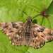 Mallow Skipper - Photo (c) Dominik Hofer, some rights reserved (CC BY-NC-SA)