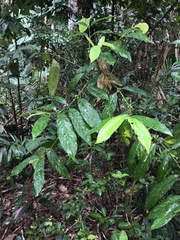 Lasianthus chlorocarpus