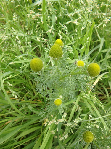 pineapple-weed