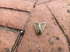 Lemonia philopalus