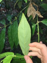 Lasianthus chlorocarpus