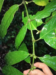 Lasianthus chlorocarpus