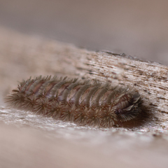 Polyxenus pugetensis