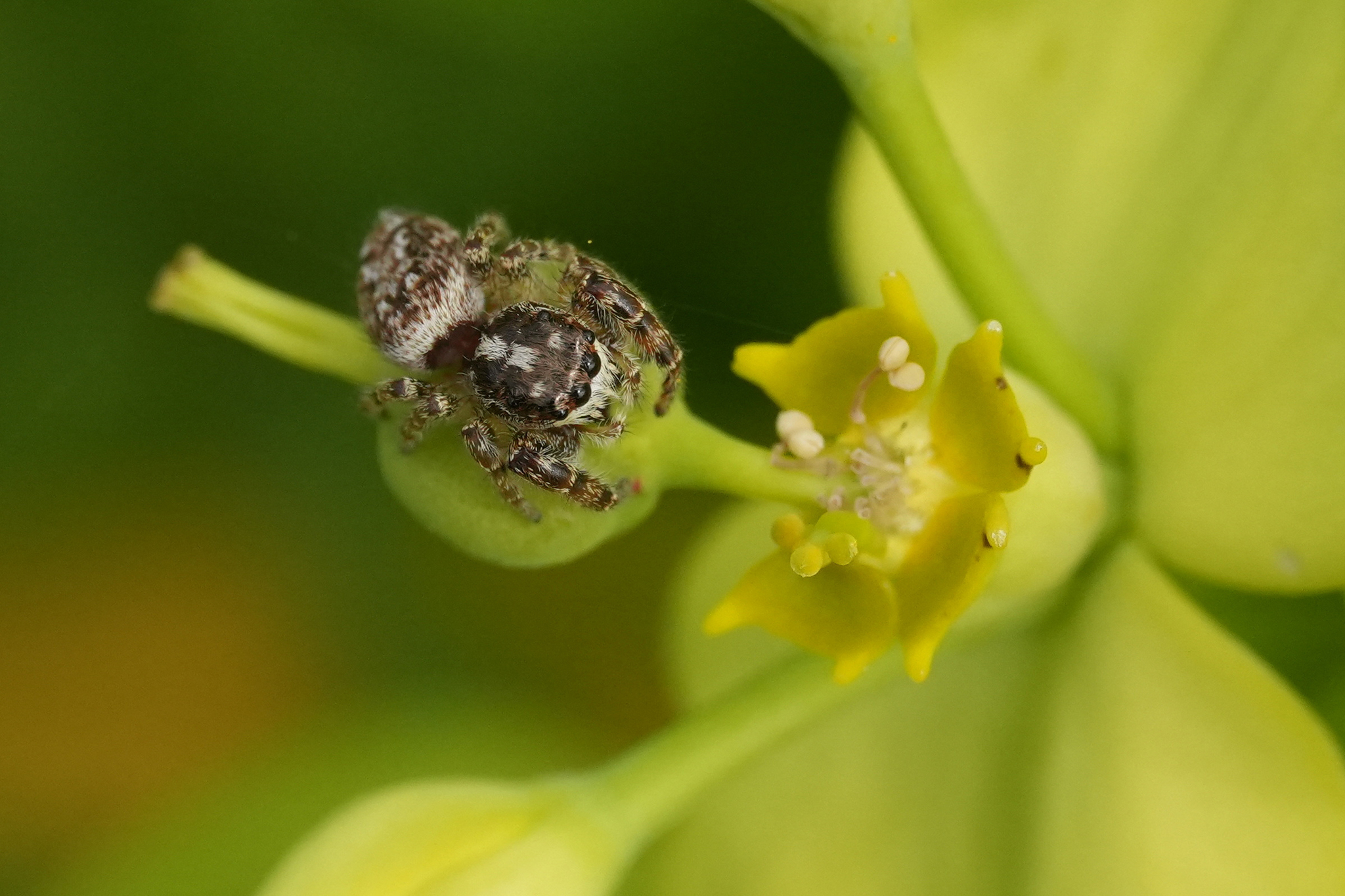 Macaroeris nidicolens