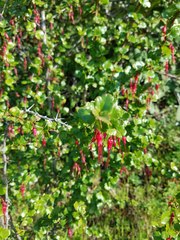 Ribes speciosum