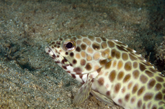 Epinephelus quoyanus