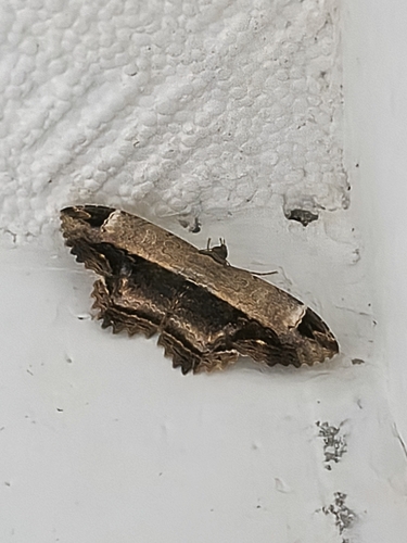 Ronania marmorides