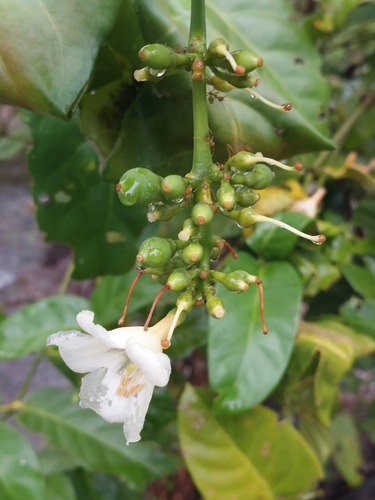 Utania racemosa observed 2026-01-03