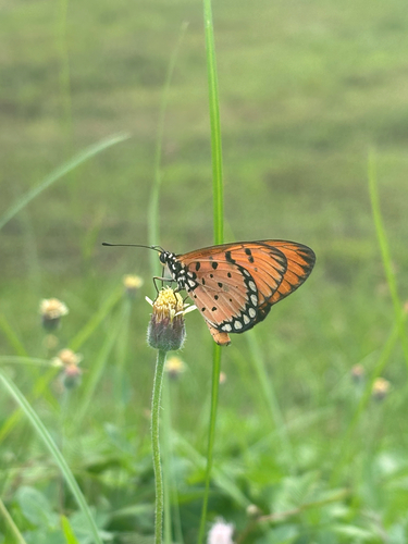 Tawny Coster