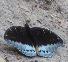 Lexias pardalis jadeitina