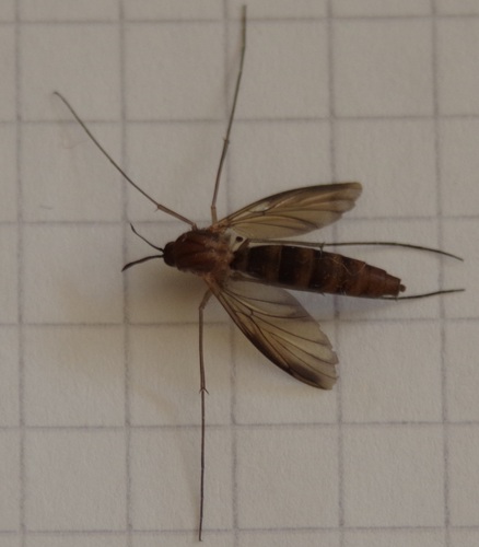 Keroplatus reaumurii
