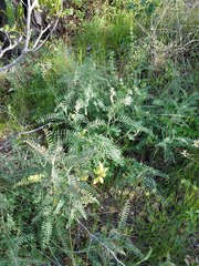 Astragalus curtipes