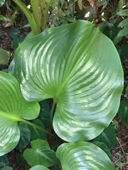 Proiphys amboinensis