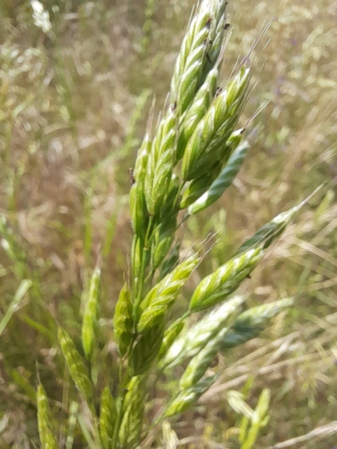common soft brome