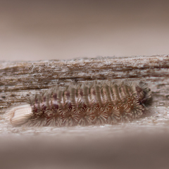 Polyxenus pugetensis