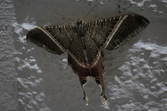 Lepidoptera