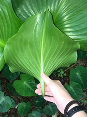 Proiphys amboinensis