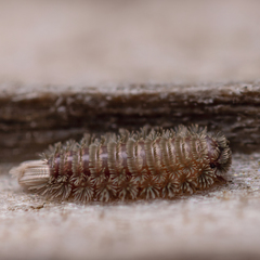 Polyxenus pugetensis