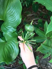 Proiphys amboinensis