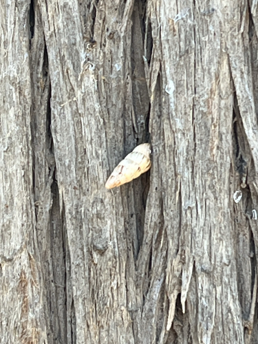 Pointed Snail