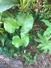 Proiphys amboinensis