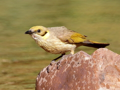 Ptilotula plumula