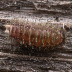 Polyxenus pugetensis