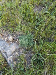Lomatium dasycarpum dasycarpum