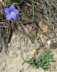 Wahlenbergia graniticola