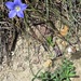 Tufted Bluebell - Photo (c) Chris Jonkers, some rights reserved (CC BY-NC), uploaded by Chris Jonkers