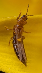 Frankliniella